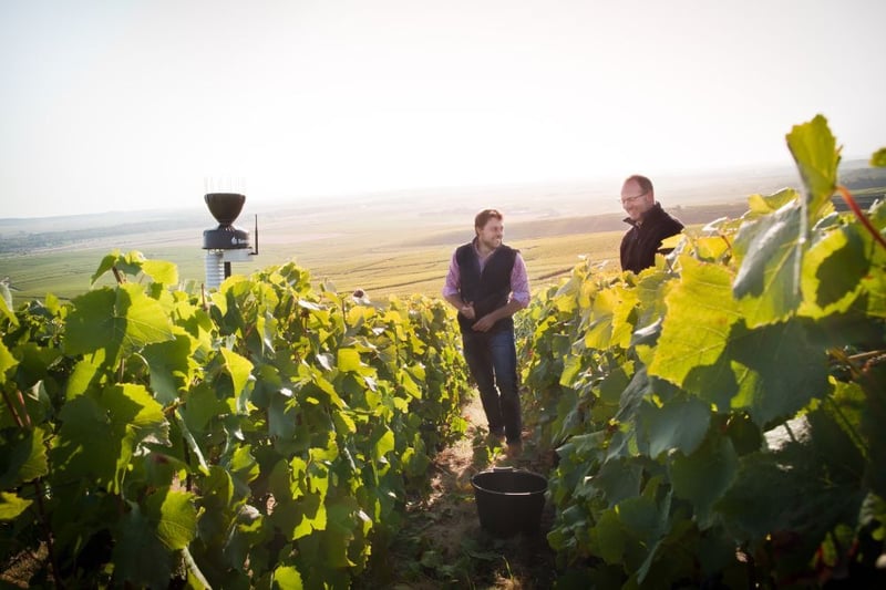 Estaciones meteorológicas instaladas en un viñedo para medir clima, humedad y apoyar la toma de decisiones en riego y sanidad vegetal.