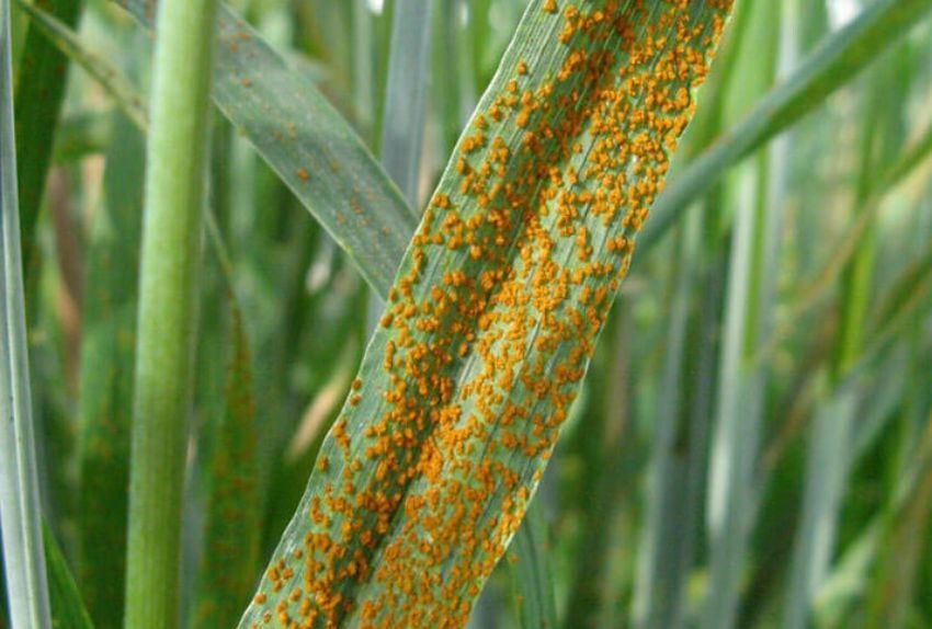 fungicida-cereal