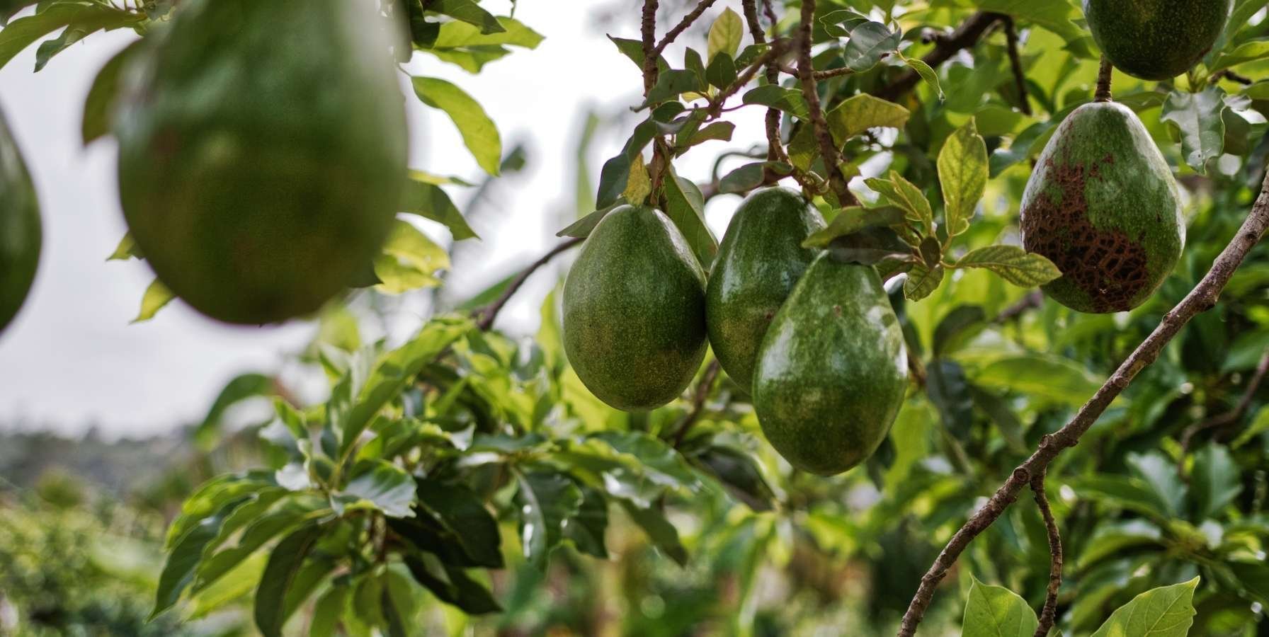 El reto de producir aguacates rentables en un mercado exigente