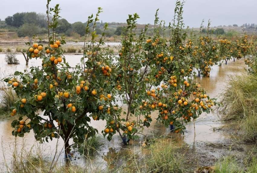 lluvias-ayudas-agricultores
