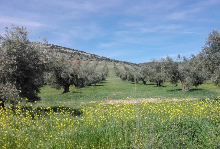 olivar-transicion-de-tradicional-a-ecologico-con-exito