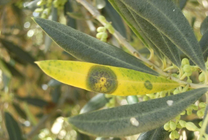 transición-olivo-tradicional-a-ecologico-plagas-del-olivo