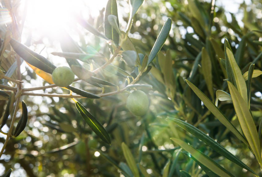 transicion-olivar-ecologico-olivo