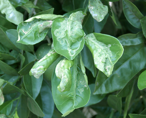 Minador de los cítricos