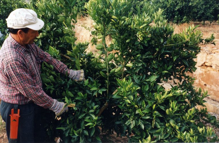 Podas severas que promueven una brotación exagerada