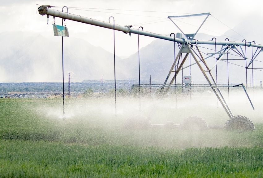 alfalfa-alternativas-rentables-cultivo-maiz