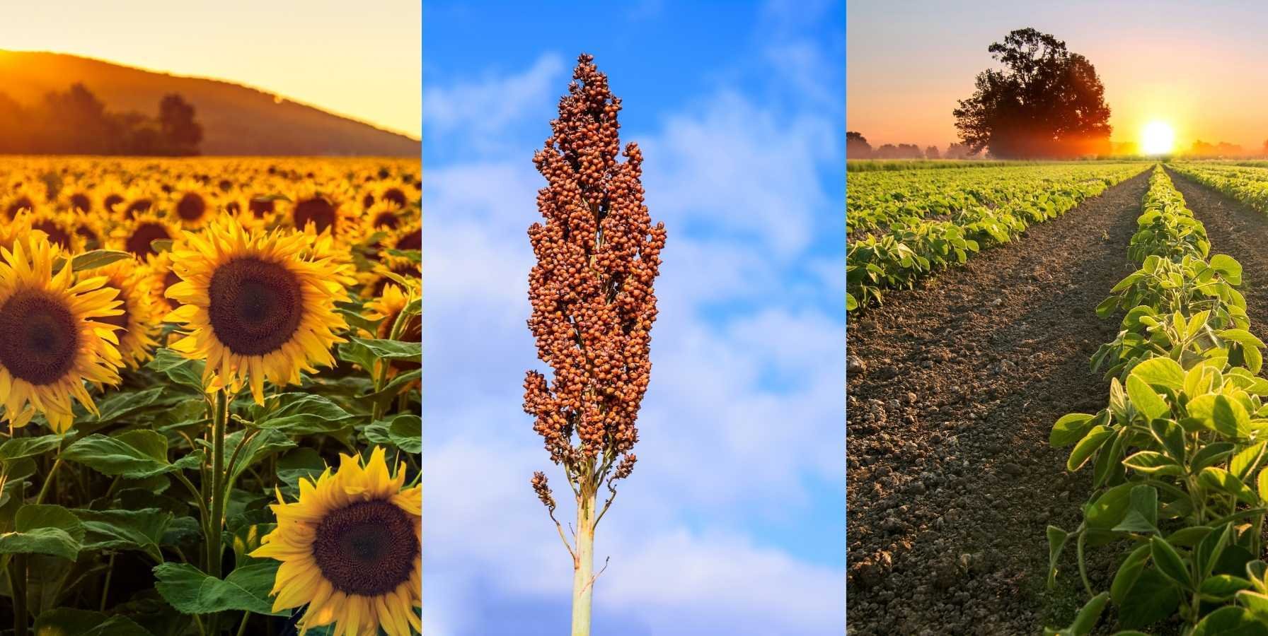 alternativas-rentables-cultivo-maiz