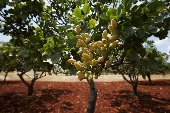 Arboles Frutales Mas Rentables