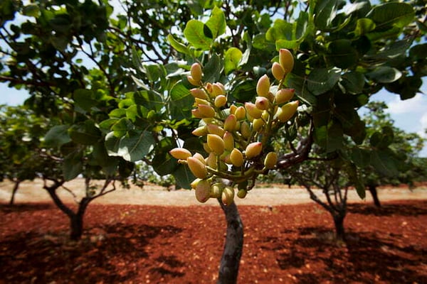 arboles rentables en espana: pistacho