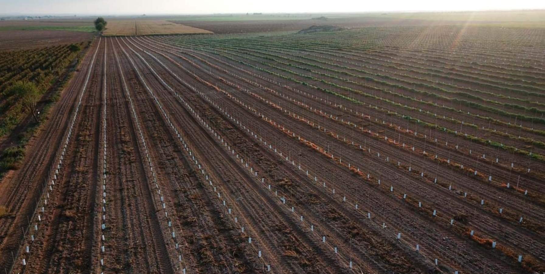 consejos-plantacion-olivar-superintensivo