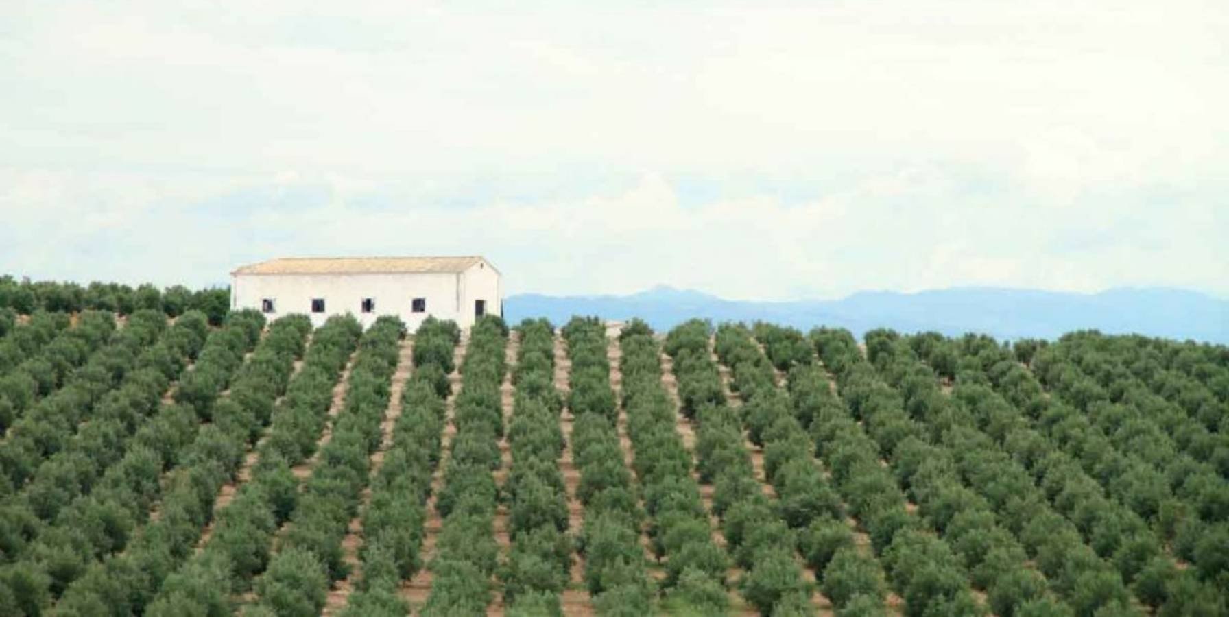 cultivos-rentables-a-corto-plazo-olivar-intensivo