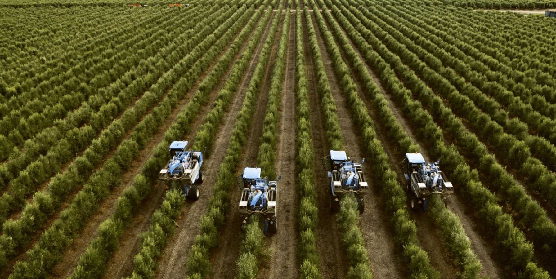 estrategias-para-planificar-con-exito-una-plantacion-de-olivar-superintensivo