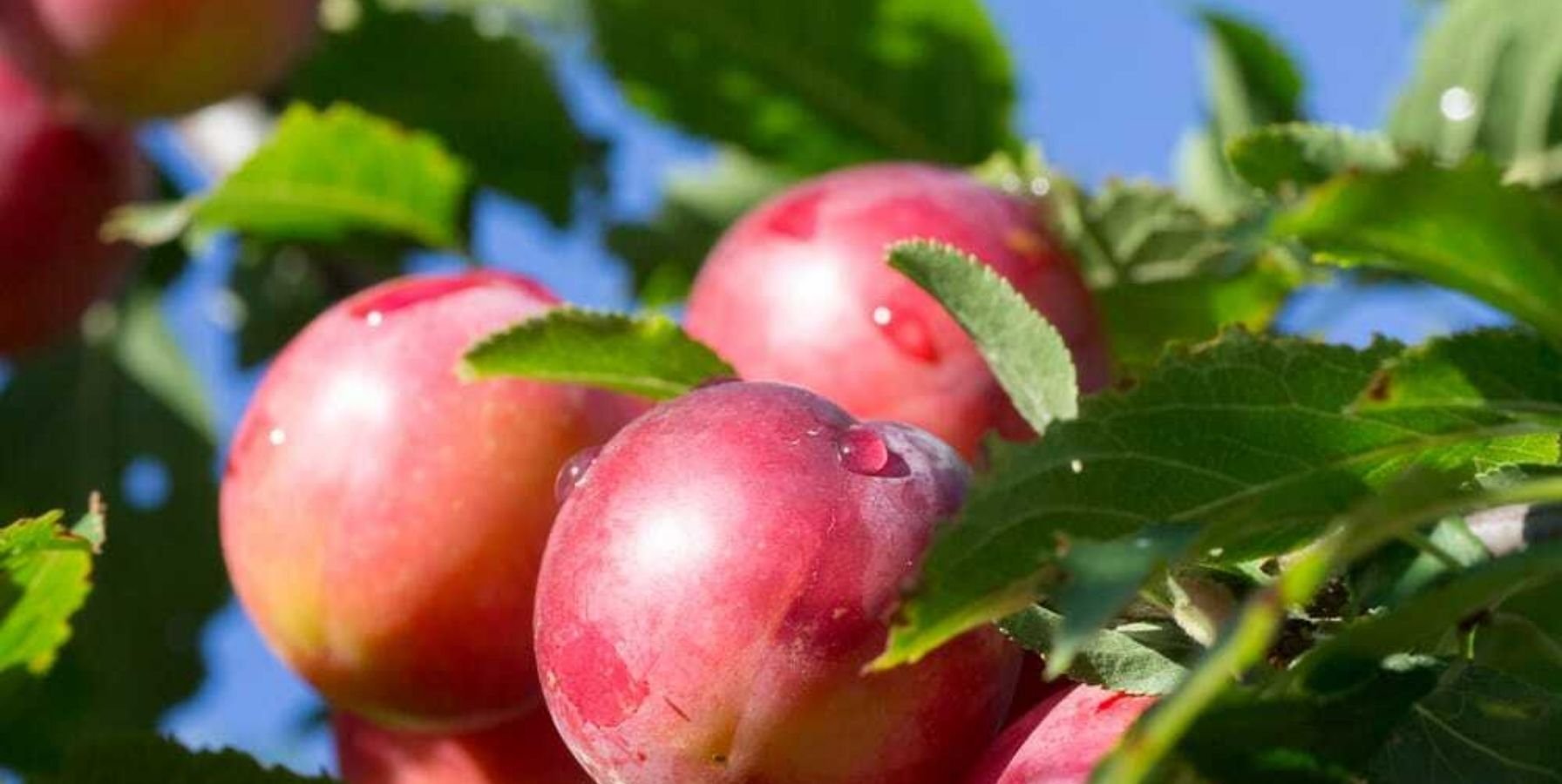 gomosis-en-el-ciruelo