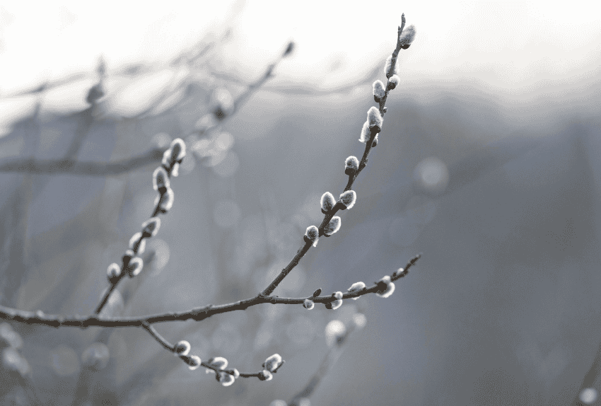 heladas-olivos-prevenirlas-2