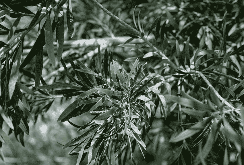 heladas-olivos-prevenirlas