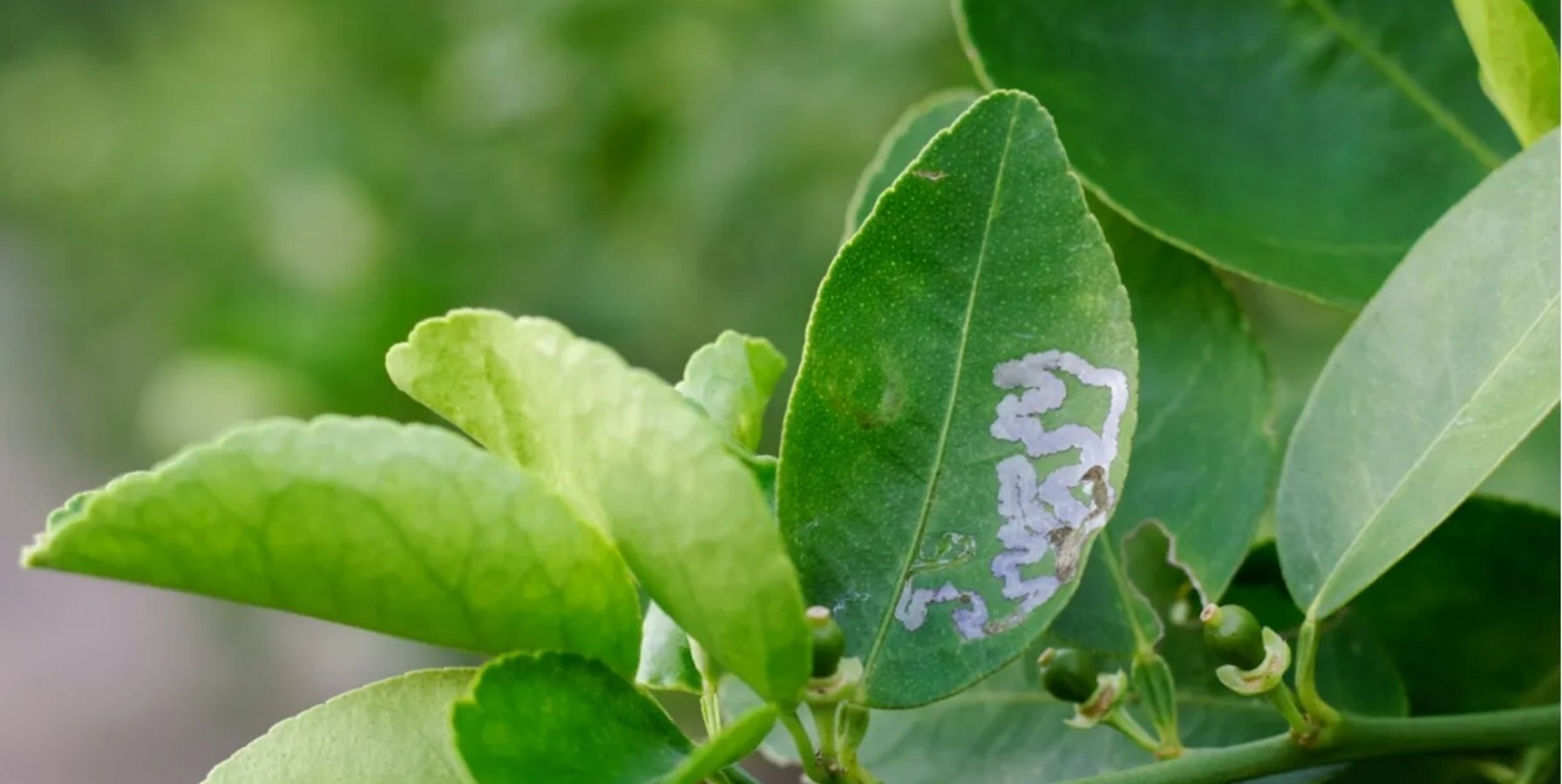 Cómo combatir el minador de los cítricos