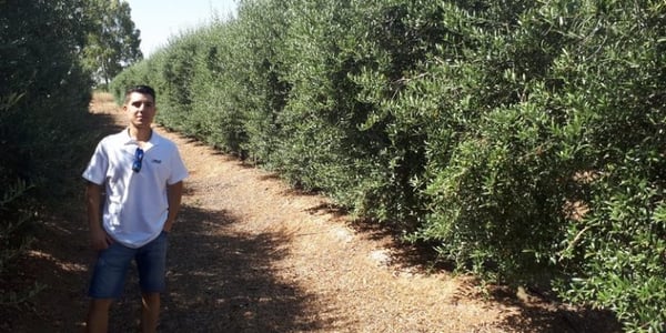 olivar en seto