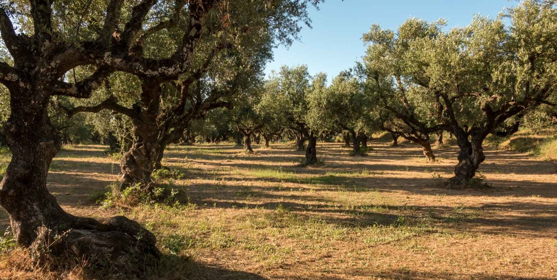 olivar-transicion-de-tradicional-a-ecologico