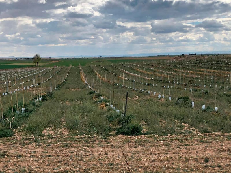 plantacion-olivar-problema-malas-hierbas