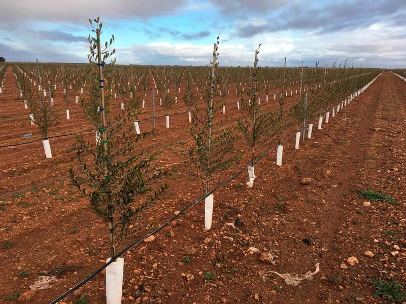plantacion-olivar-superintensivo-2