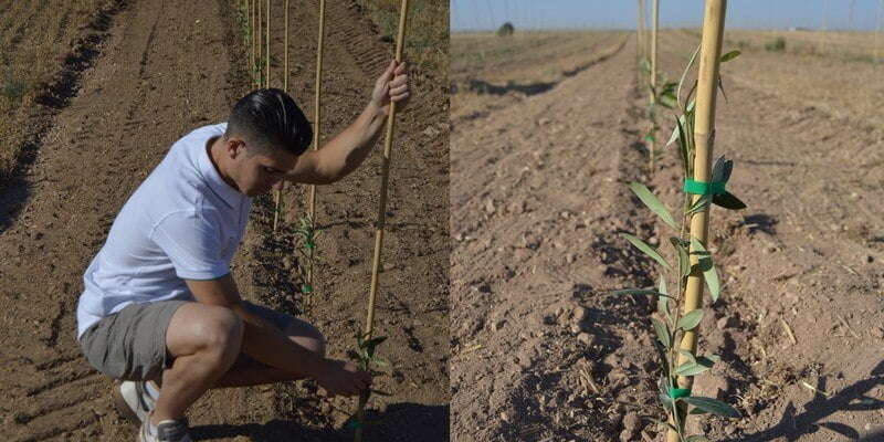 plantacion-olivos-superintensivos