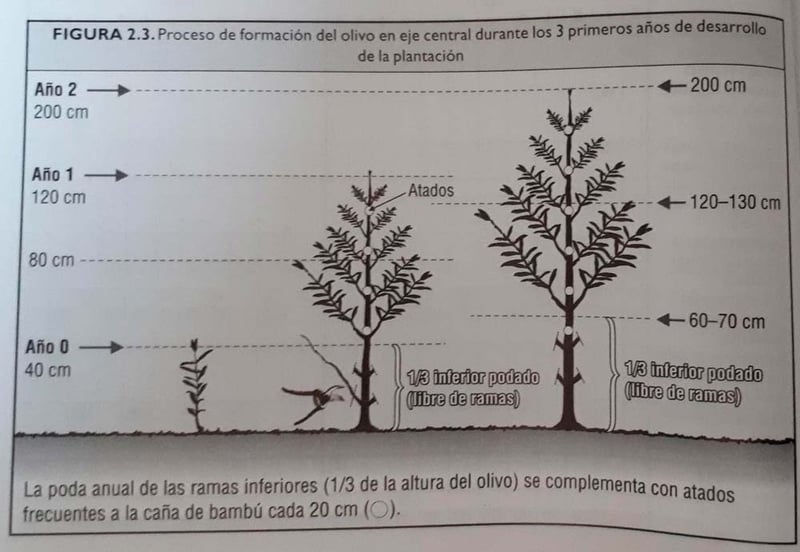 proceso-poda-formacion-olivo