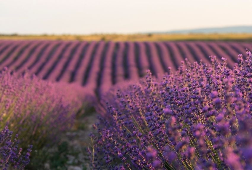rentabilidad-cultivo-lavanda-2