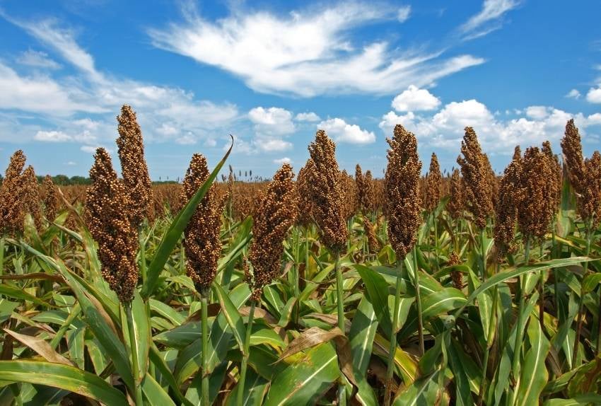 sorgo-alternativas-rentables-cultivo-maiz