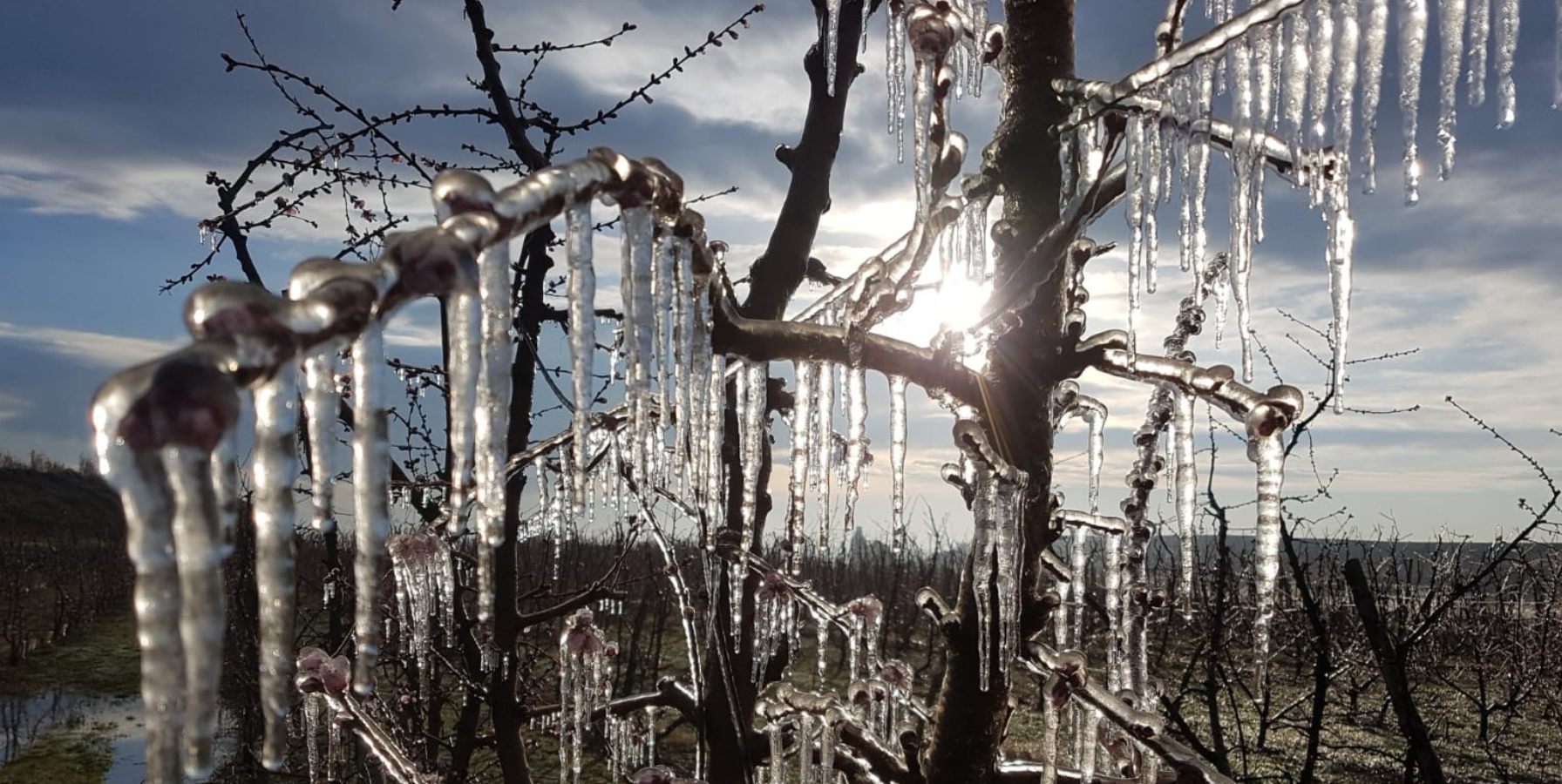 tipos de heladas en agricultura y cómo combatirlas