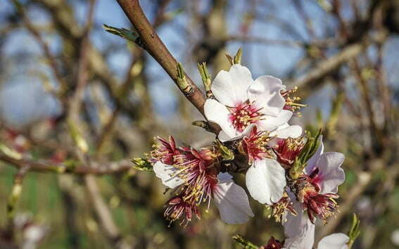 variedades de almendros más rentables floración