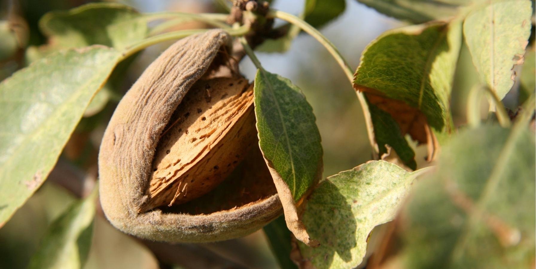 variedades-de-almendros-mas-rentables