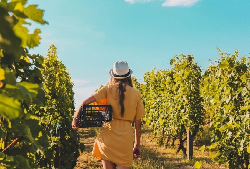 enoturismo como motor del crecimiento rural