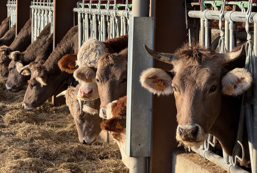 cebado-terneros-rentabilidad