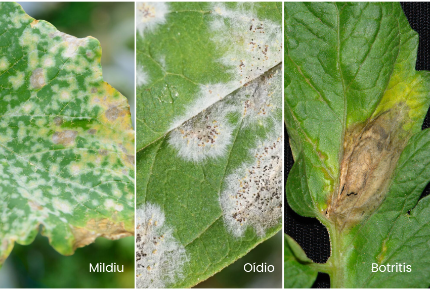 diferencias entre enfermedades de la vid: mildiu, oidio y botritis