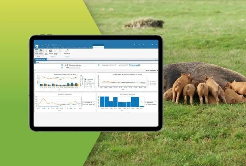 MONTANERA-PORCINO-2026