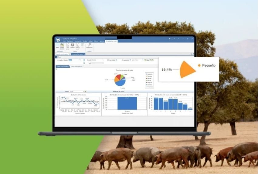 MONTANERA-PORCINO-2026