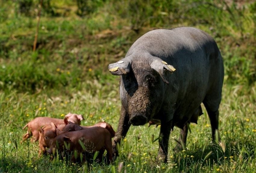 cerda ibérica programa de mejora