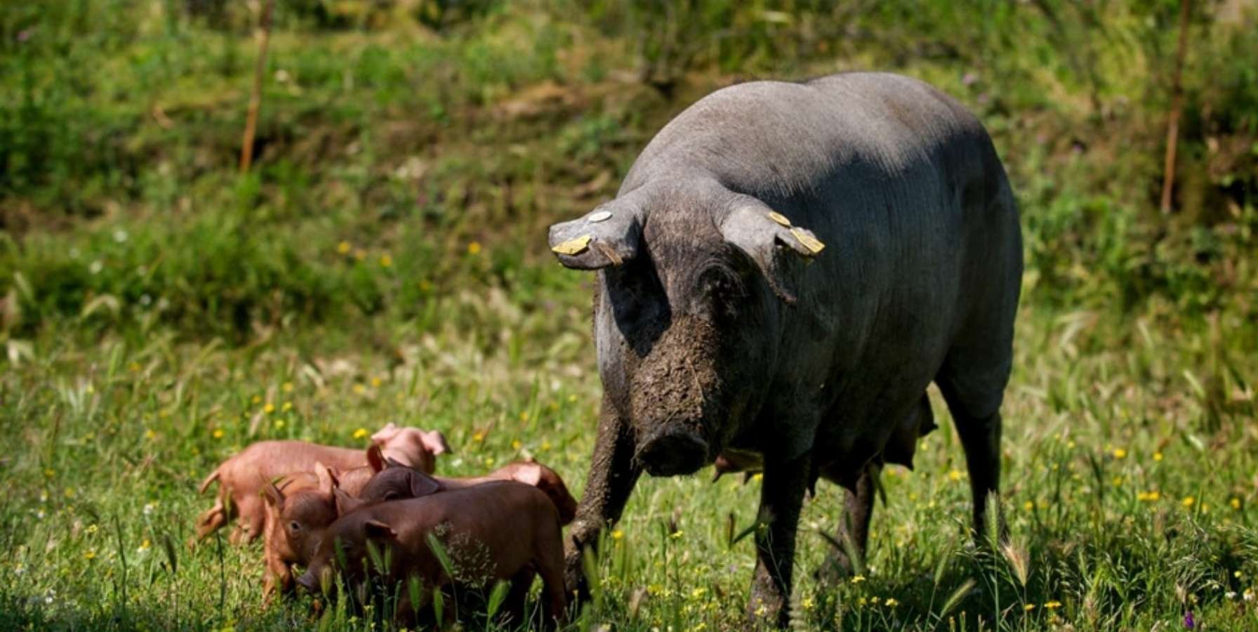 cerda ibérica programa de mejora topigs norsvin