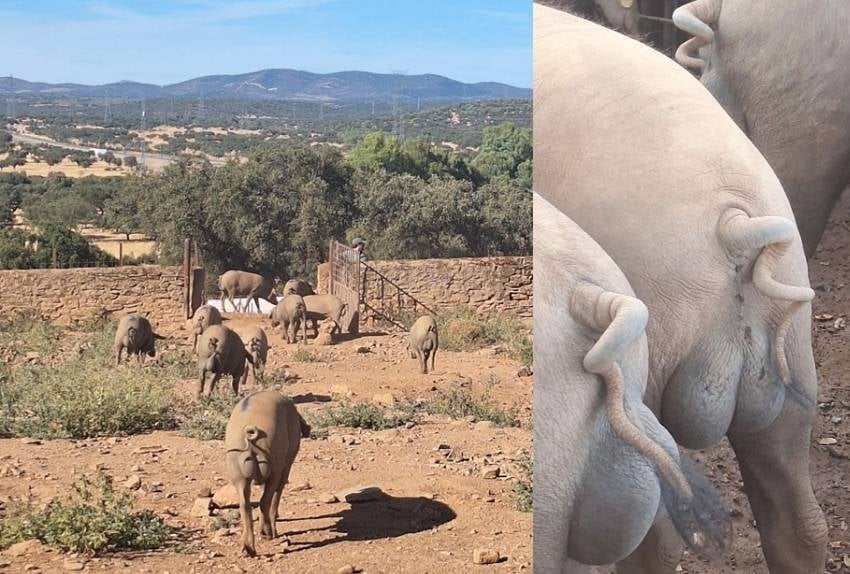 granja de selección de machos raza ibérica