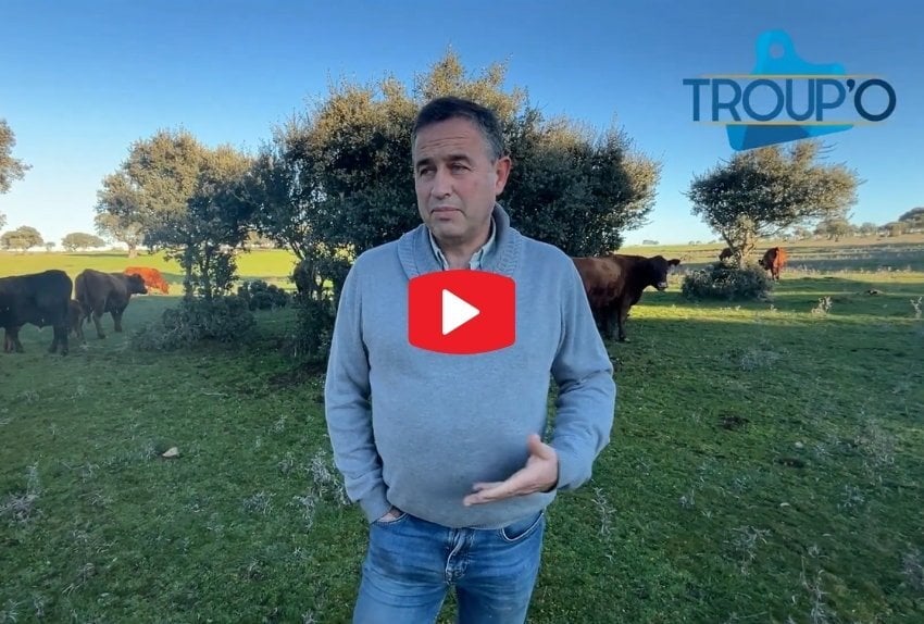 bienestar-animal-vacuno-testimonio-ibericos-peramato