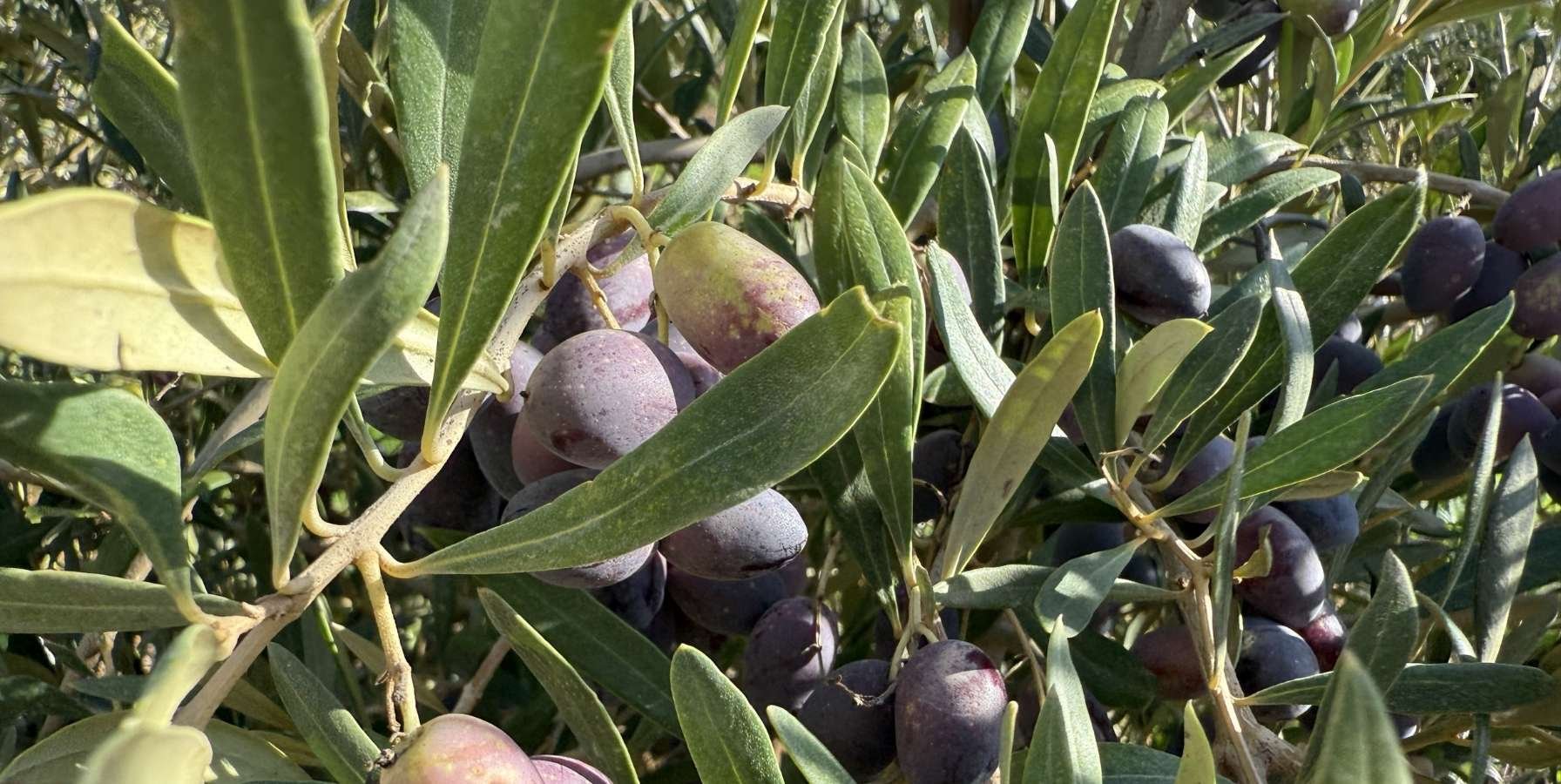 abono-foliar-olivos-utilizar (1)
