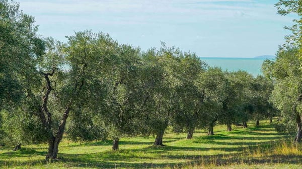 árboles rentables en España: olivar