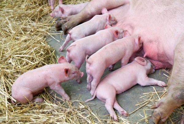 normativa-bienestar-animal-porcino-condiciones-ambientales