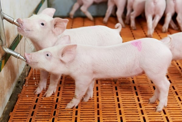 normativa-bienestar-animal-porcino-lechones