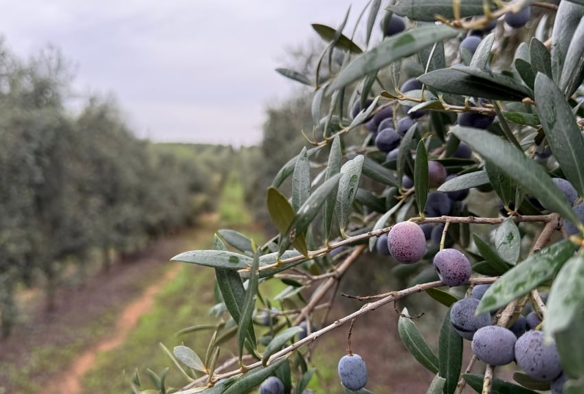 para-que-abono-foliar-olivos