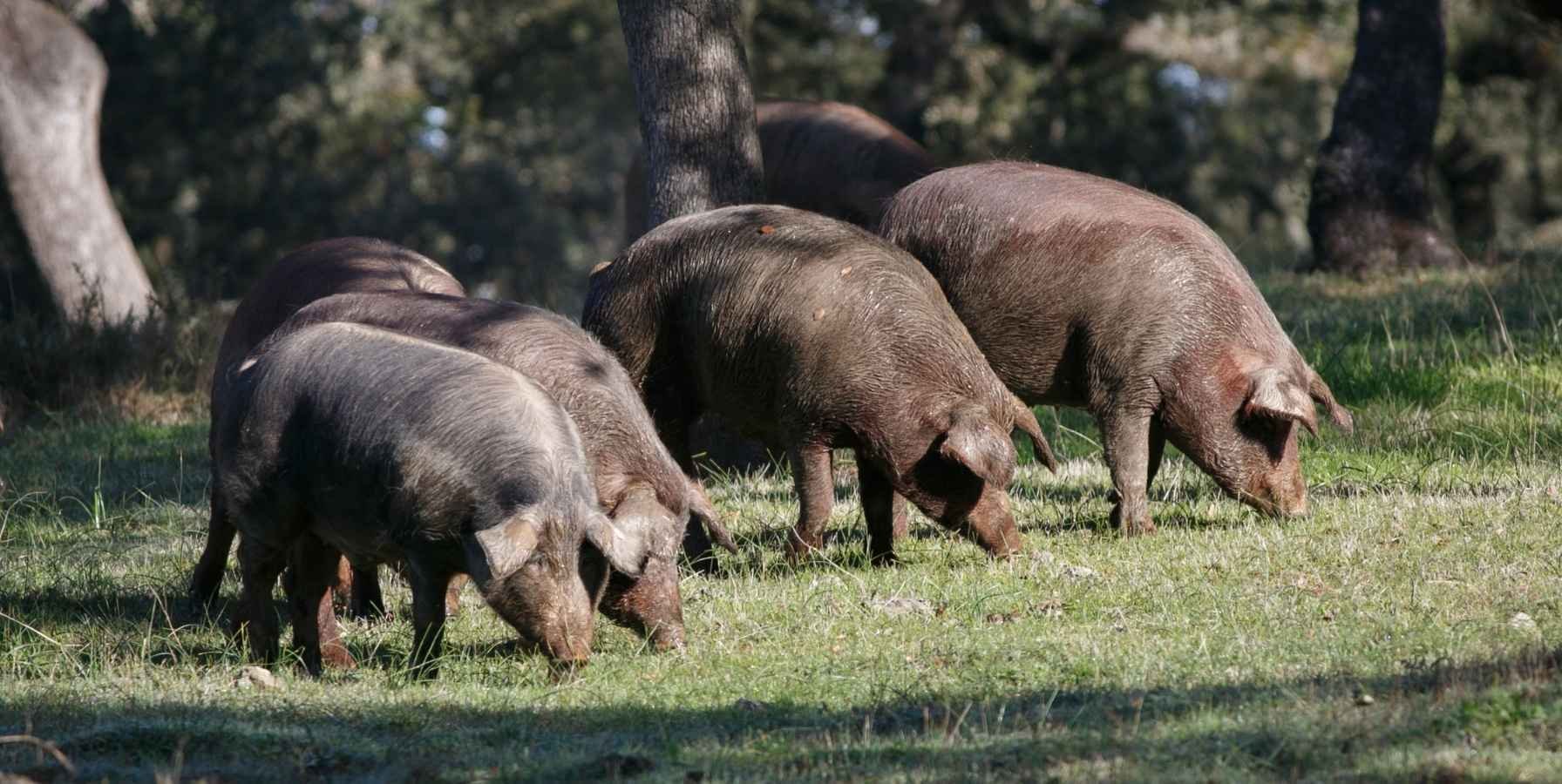 rentabilidad-cerdo-iberico
