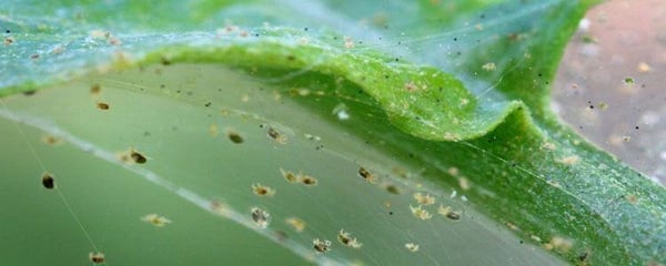 Araña-roja-telarañas-1
