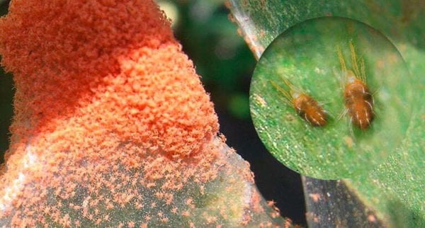 arana-roja-tratamiento-ecologico