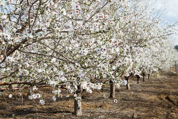 árboles rentables en España: almendro