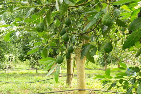 árboles rentables en españa: aguacate